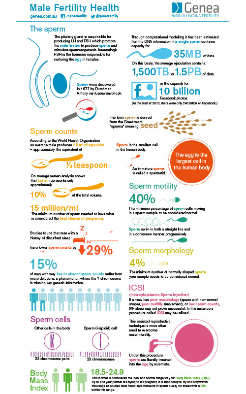 Genea Male Fertility Infographic